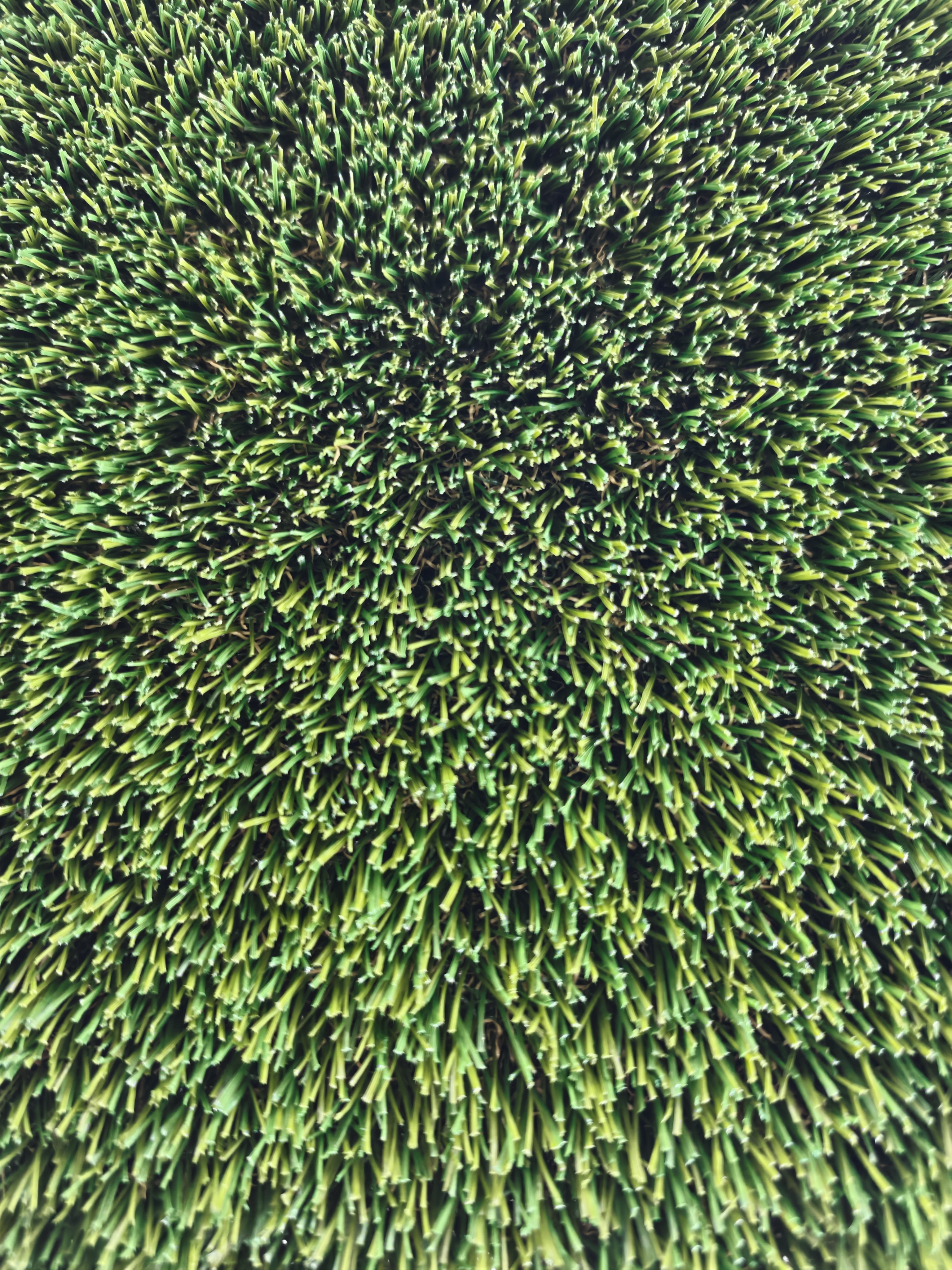 FORWARD PLATINUM OLIVE TURF